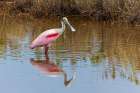 Roseate spoonbill, Merritt Island National Wildlife Refuge, Florida Art Print